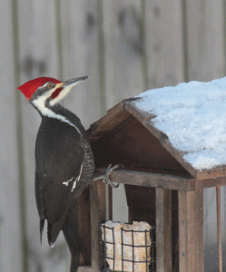 Pileated Woodpecker