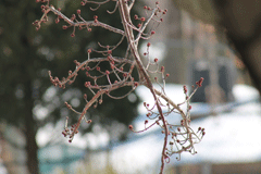 Tree blossoms, tightly clenched