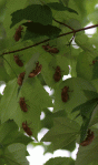 Cicada swarm of 2013