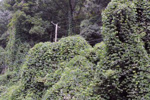 Kudzu devouring a hillside