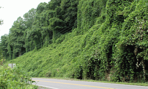 kudzu overwhelming roadside