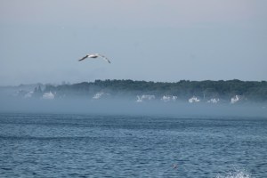 Seagul in the mist
