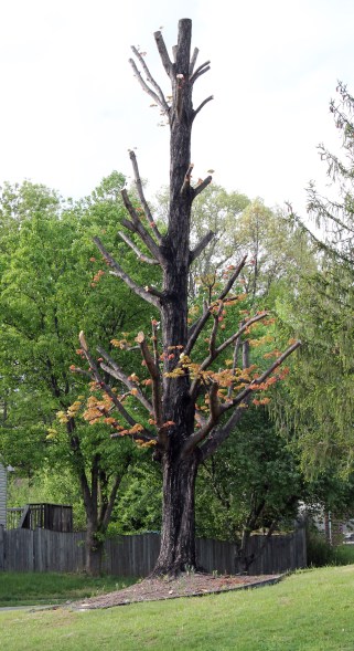 burned tree