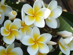 plumeria